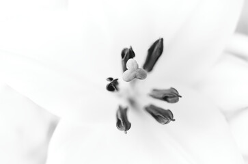 Black & white lily flower in detail object backdrop