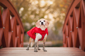 old beagle dog standing on a wooden bridge in a park in autumn wearing a red jacket