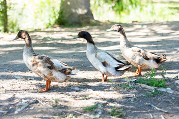 Patos en el parque