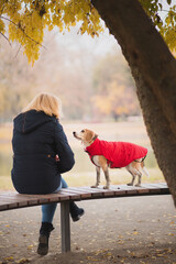 old beagle dog sitting with a woman in a park in autumn seen from the back wearing a jacket