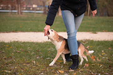 old beagle dog doing a weaving between the owner's legs trick in a park in autumn