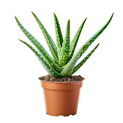 Aloe vera plant isolated on transparent background.