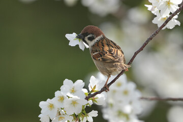eurasian tree sparrow on a cherry flower