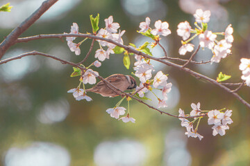 경포대호수의 벚꽃 봄