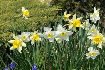 Flowers of yellow and white daffodils in April