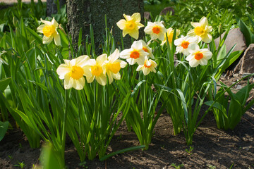 Colorful flowers of yellow and orange and white daffodils in April
