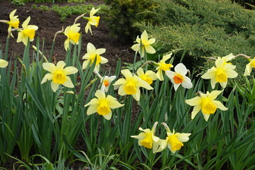 Yellow, white and orange flowers of daffodils in April