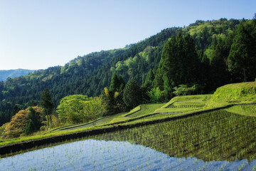 滋賀県高島市の畑地区の初夏の棚田です