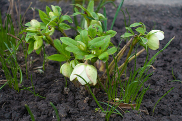 Greenish white cup-shaped pendent flowers of hellebores in April