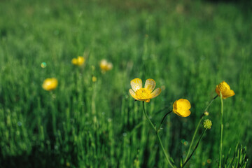 黄色い花、ウマノアシガタ