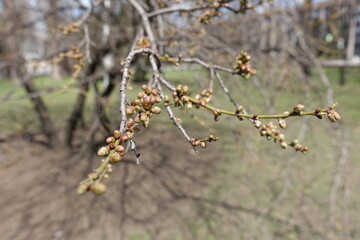 Close view of closed flower buds of plum tree in April