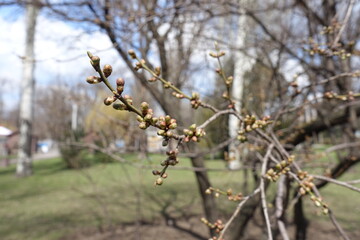 Thin branch of plum tree with closed flower buds in April