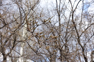 Numerous closed flower buds of plum tree in April