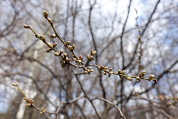 Twigs of plum tree with closed flower buds in April