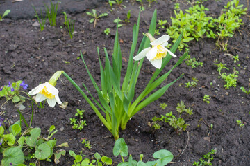 Flowers of two white narcissuses in mid April