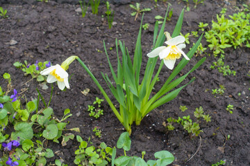 narcissus with two white flowers in mid April