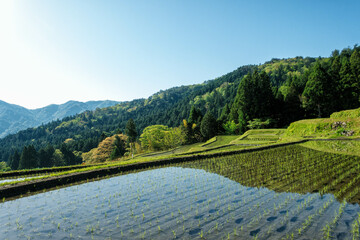 滋賀県高島市の畑地区の初夏の棚田です