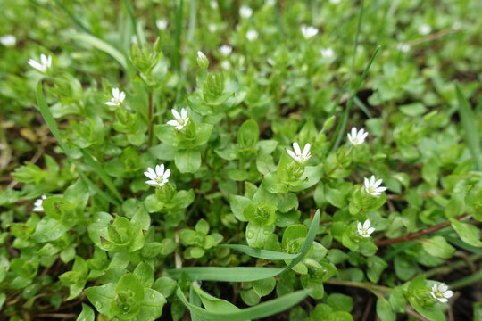 Close shot of white flowers of stellaria media in April