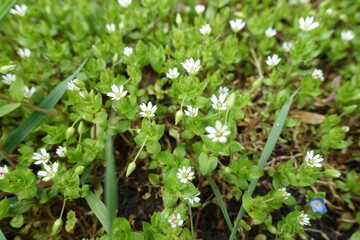 Close view of white flowers of stellaria media in April
