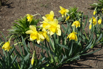 Obraz premium Flowering yellow common daffodils in mid March
