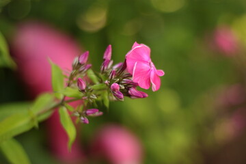 a pink flower in a garden