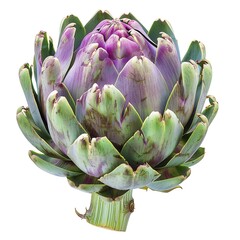 Fototapeta premium Photo of an artichoke on a white background. The artichoke is closed and has a green and purple color.