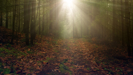 Beautiful sunny morning path in the woods with sun beams.