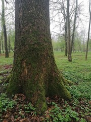 tree in the forest