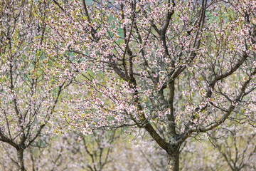 Detail view of blooming tree in The Almond orchard at Hustopece town in South Moravia, Czech Republic, Europe.