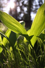 lily-of-the-valley leaves in sunshine