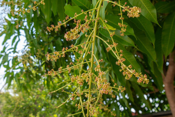 Mango trees blossom in summer. and Fresh Ripe Mango with Leaves