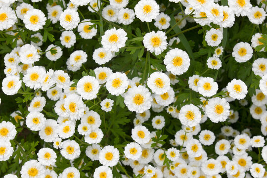 bed of white flowering pyrethrum close-up. Decorative pyrethrum garden flowers.