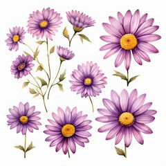 Obraz premium set of purple daisy flower isolated on transparent background cutout, watercolor illustration.