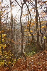 Autumn landscape. Golden Autumn in the woods. Picturesque rock in the autumn forest