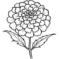 Obraz premium Marigold Flower outline illustration coloring book page design, Marigold Flower Bouquet black and white line art drawing coloring book pages for children and adults 