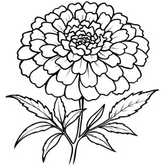 Marigold Flower outline illustration coloring book page design, Marigold Flower Bouquet black and white line art drawing coloring book pages for children and adults

