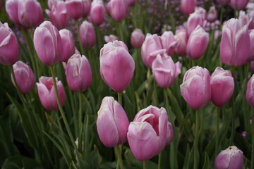 Fototapeta premium The garden tulip, Menton (Tulipa gesneriana) is a species of plant from the genus Tulip (Tulipa) in the lily family (Liliaceae). Botanical Garden, Munich - Germany.