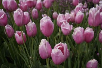 The garden tulip, Menton (Tulipa gesneriana) is a species of plant from the genus Tulip (Tulipa) in the lily family (Liliaceae). Botanical Garden, Munich - Germany.