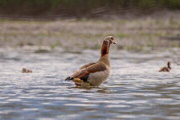 Egyptian goose standing in water in spring. Alopochen aegyptiaca family in Switzerland.