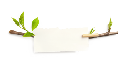 The first spring shoots on an empty branch with a sheet of paper for text with a wooden pin isolated on a white background