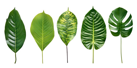 green leaves isolated on white background