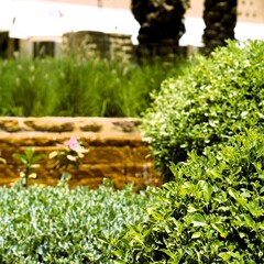 wooden fence with flowers