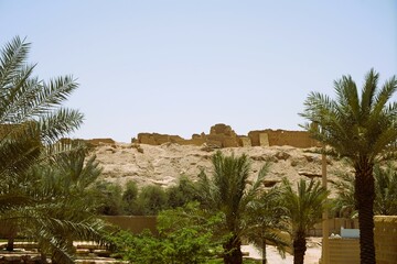 palm trees in the desert