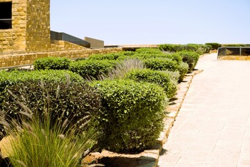 View on green bushes under bright sun i Riyadh