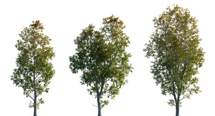Fraxinus ornus frontal set isolated png on a transparent background perfectly cutout (manna ash, South European flowering ash)
