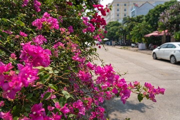 昼のホイアンの街並み・ブーゲンビレア・ベトナム