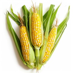 Three fresh corns isolated on white background.