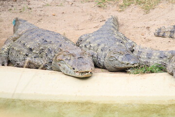 Obraz premium Brazilian river turtles and caymans inside a on Rio de Janeiro Zoo's resting and basking on the sun close to a pool