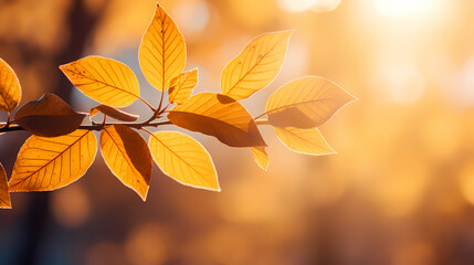 Autumn concept, golden leaves on tree branches