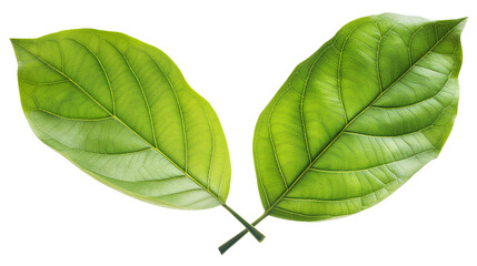 Fototapeta premium Two green leaves isolated on a transparent background